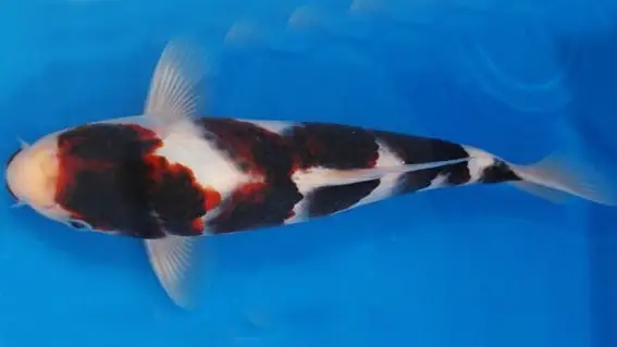 Ikan Koi Goromo