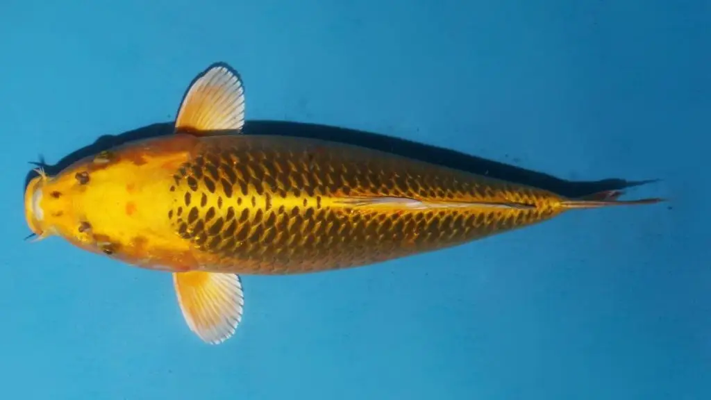 Ikan Koi Kawarimono