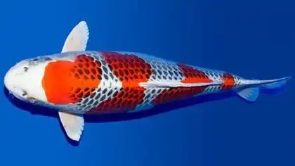 Ikan Koi Kujaku
