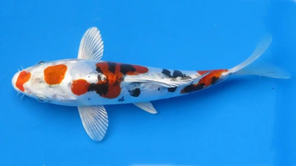 Ikan Koi Nishiki