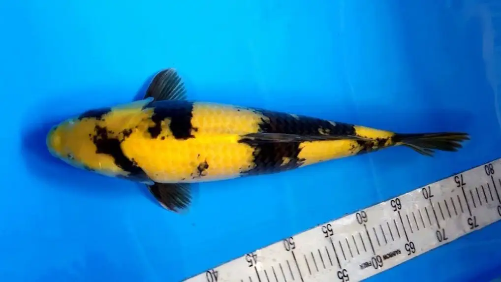 Ikan Koi Ki Utsuri