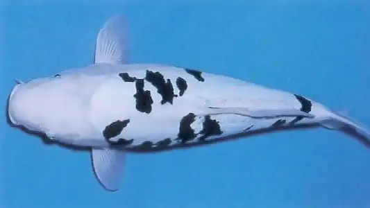 Ikan Koi Shiro Bekko